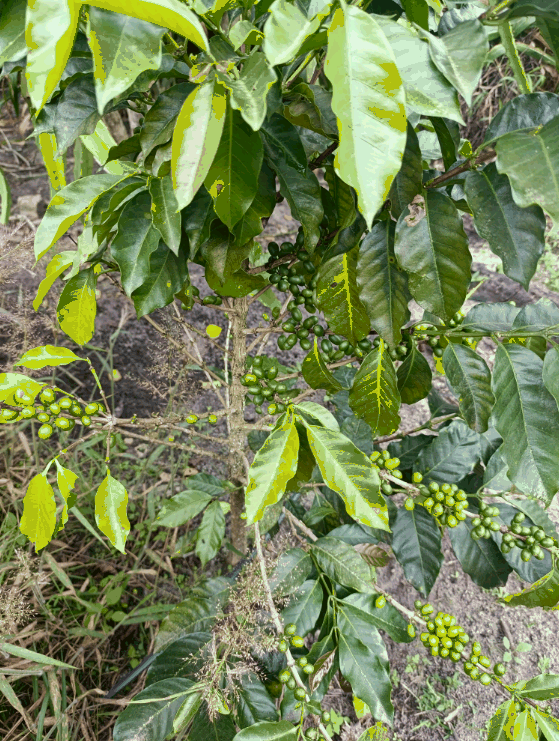 Modelo de visión artificial detectando deficiencias de nitrógeno, calcio y hierro en plantas de café